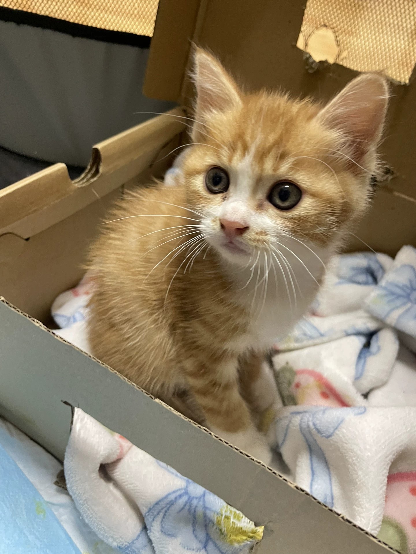 小橘白 开脸正 白肚皮 白手套 活泼可爱 性格好粘人